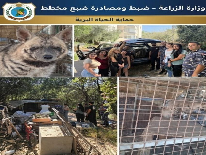 وزارة الزراعة: مصادرة ضبع مخطط في عمشيت تمهيدًا لإعادة تأهيله وإطلاقه في بيئته الطبيعية