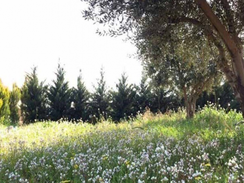 طقس ربيعي معتدل  يؤثر على لبنان 