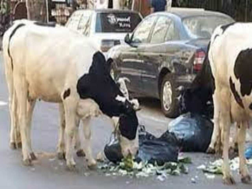الديار _ ماذا يأكل المواطن في طرابلس والشمال: بقر في الشوارع تأكل نفايات وإنتاجها سم زعاف...