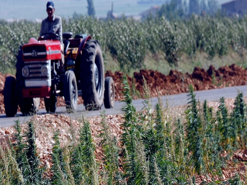 الأخبار_ وزير الزراعة كاد يورِّط زملاءه... لولا مكية: «تجرَة مخدرات» على طاولة مجلس الوزراء!