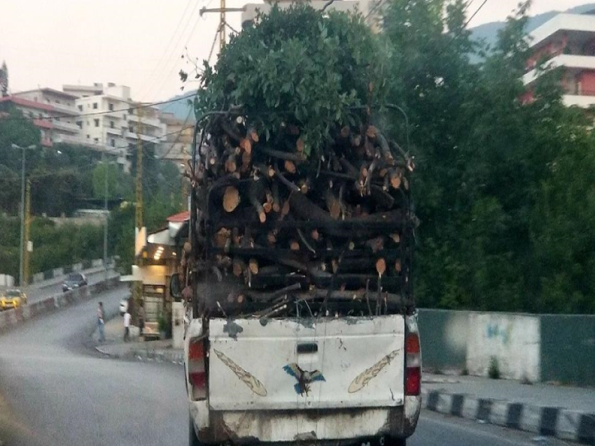 نداء الوطن: عصابات تغزو الأحراج وحطب عكار يغزو لبنان