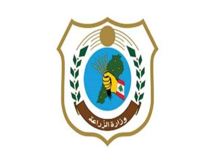 الزراعة حذرت من القطاف المبكر لأكواز الصنوبر و تشديد على الإدارة المتكاملة للآفات وحماية جودة الإنتاج اللبناني