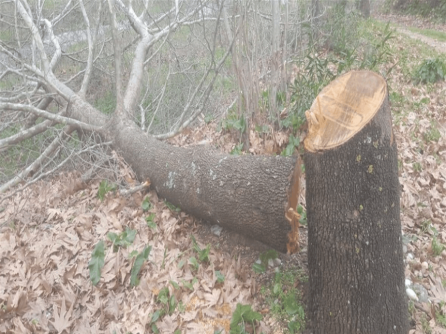 قطع أشجار حرجية في شبطين ... ووزارة الزراعة تتحرك 