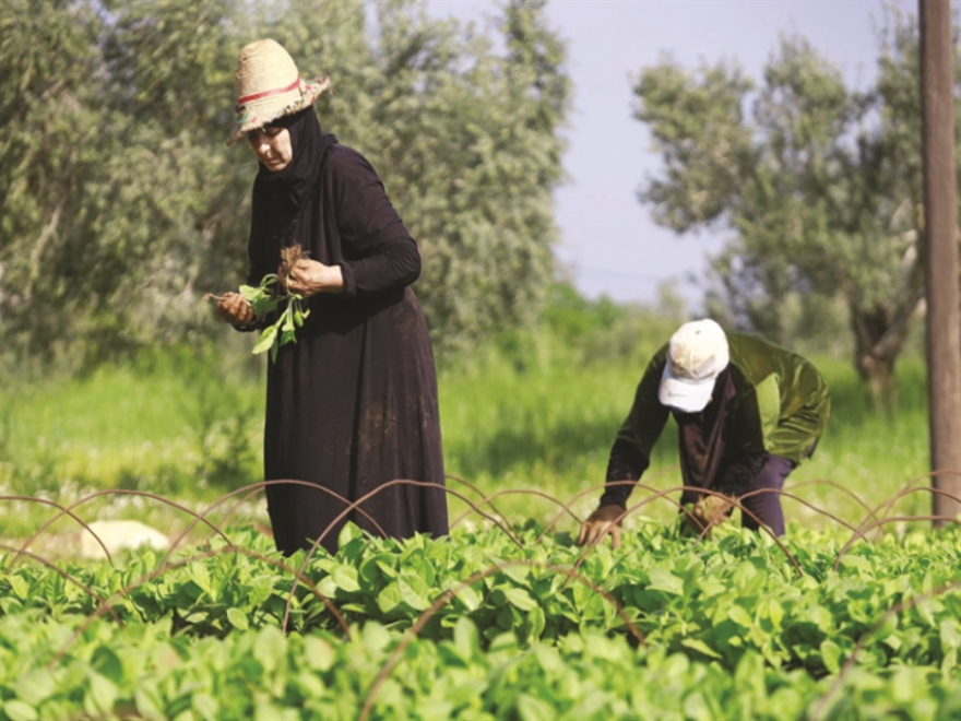 الأخبار _ تقديرات البنك الدولي: 1.2 مليار دولار خسائر القطاع الزراعي