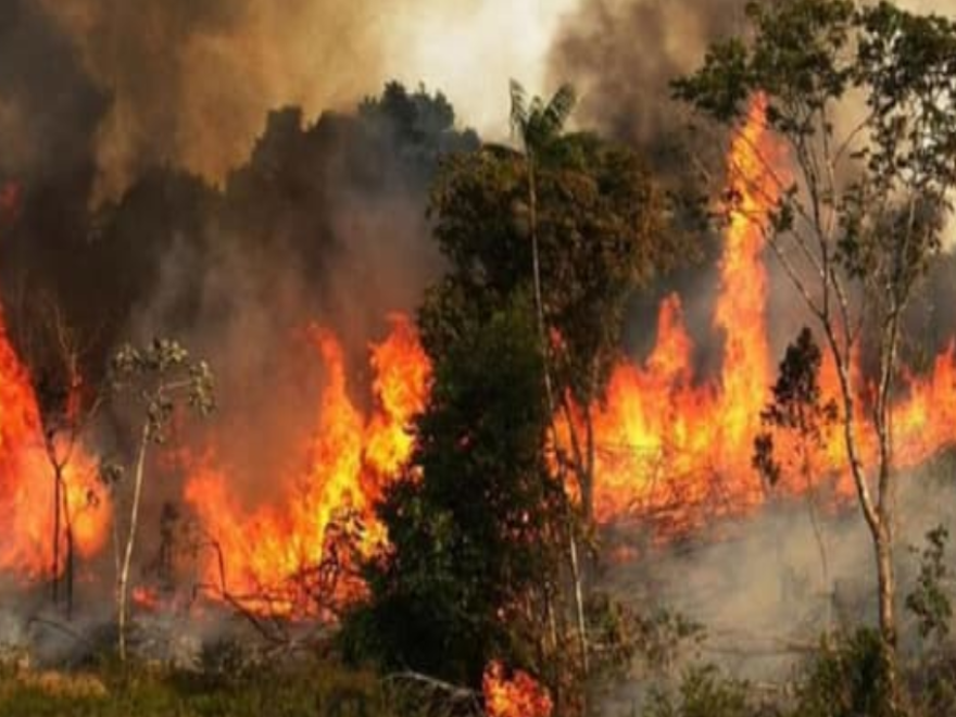 بالصور: حريق وسط غابة الصنوبر في فنيدق