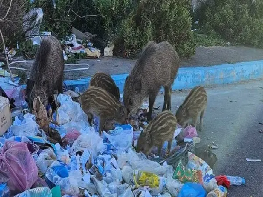 قطعان الخنازير البرية تغزو مدينة الصويرة المغربية وتثير الذعر (فيديو) 