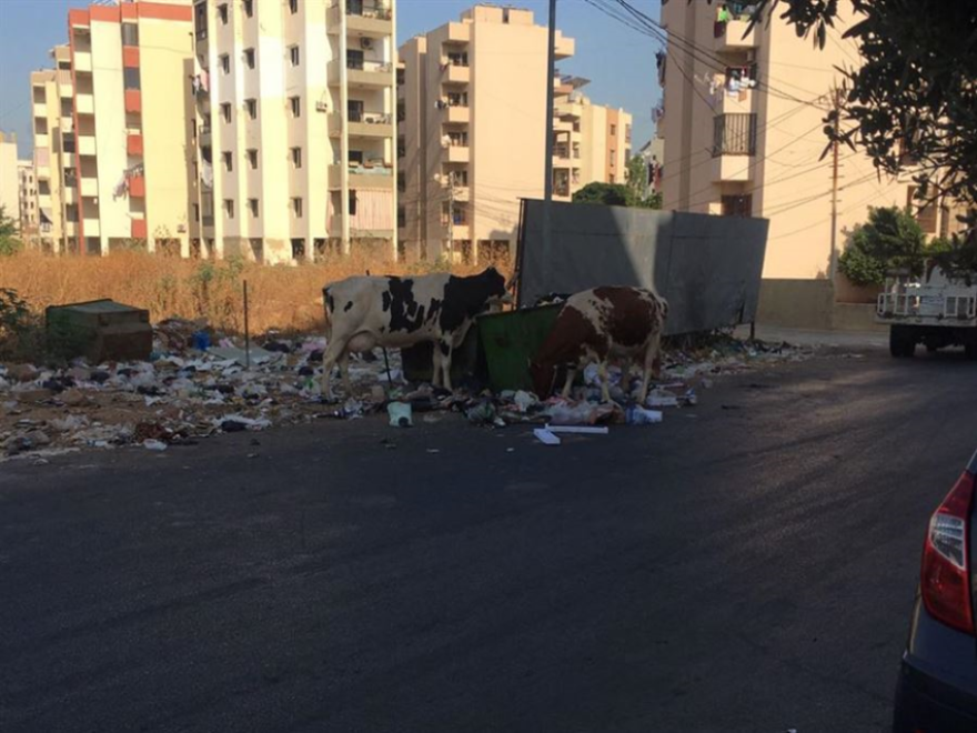 الديار: بقر شارد في طرابلس يأكل نفايات ملوّثة من الشارع والمواطن يشرب حليبها ولحومها... 