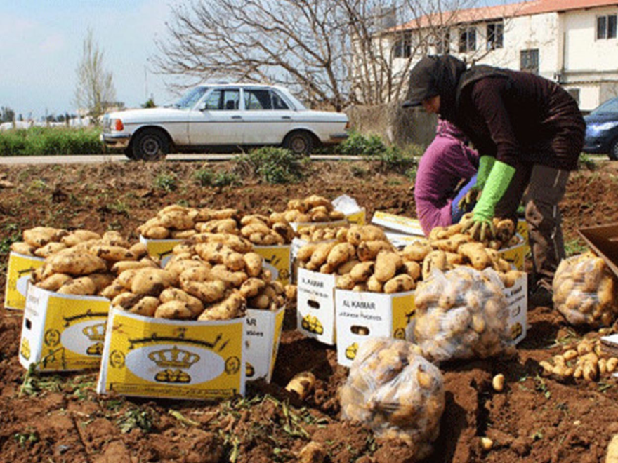 نقابة مزارعي البطاطا: تأمين كميات للسوق اللبنانية خلال الفترة الانتقالية بين الاستيراد والانتاج المحلي