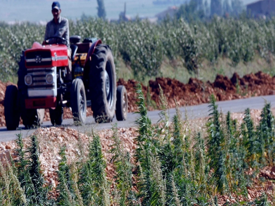 الأخبار_ وزير الزراعة كاد يورِّط زملاءه... لولا مكية: «تجرَة مخدرات» على طاولة مجلس الوزراء!