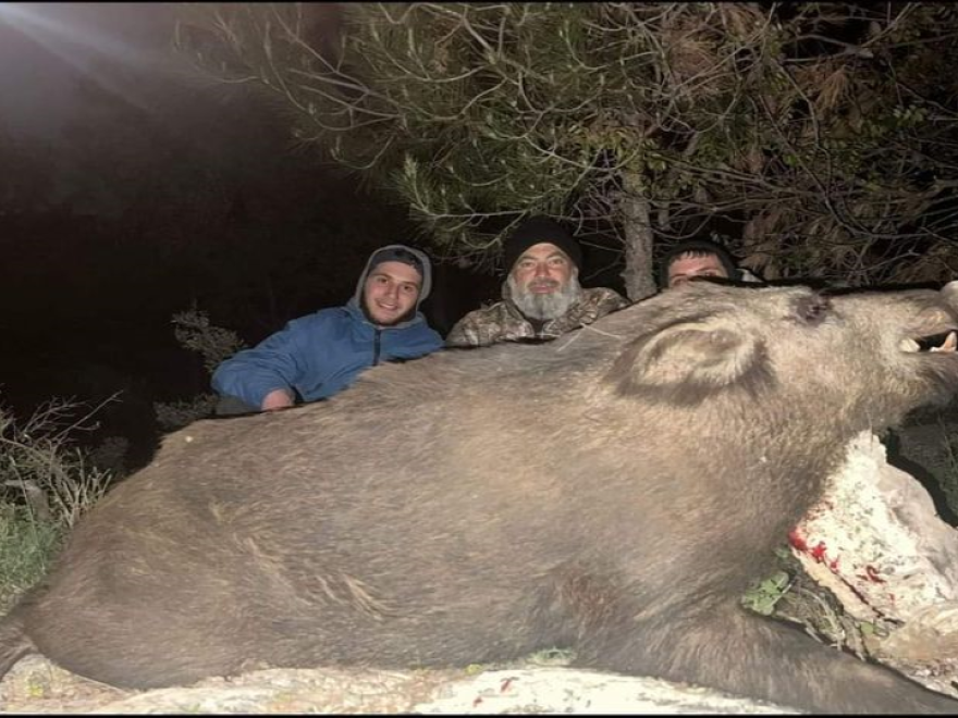 بالصورة: إصطياد خنزير ضخم في بلدة عاصون-الصنية 