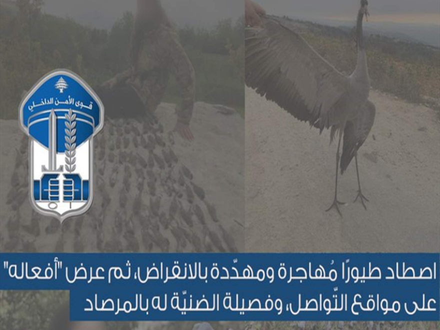 قوى الأمن: توقيف مواطن اصطاد طيورًا مُهاجرة مهدّدة بالإنقراض